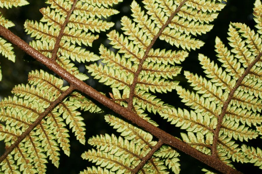Dicksoniaceae Lophosoria quadripinnata