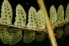 image of Polystichum platyphyllum