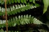 image of Polystichum platyphyllum
