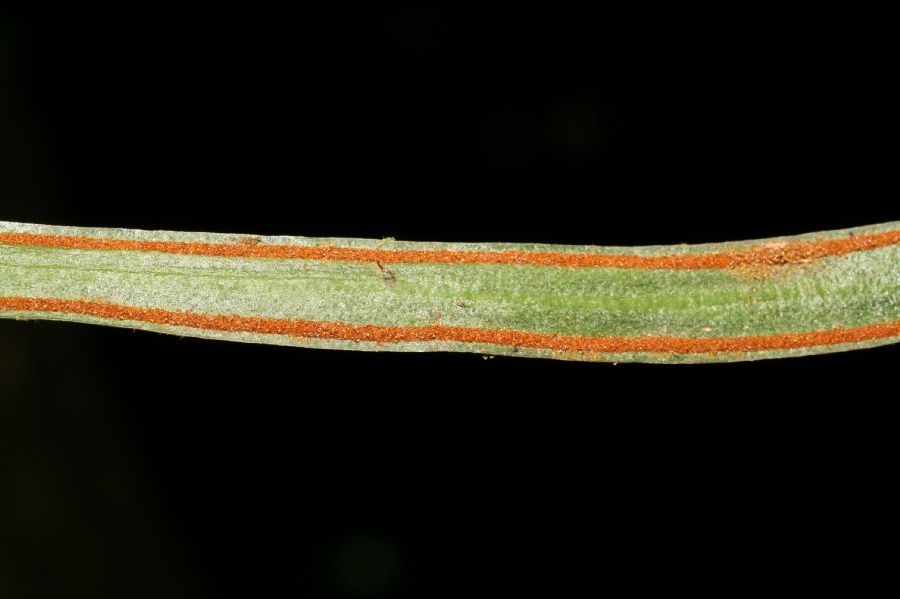 Pteridaceae Radiovittaria gardneriana