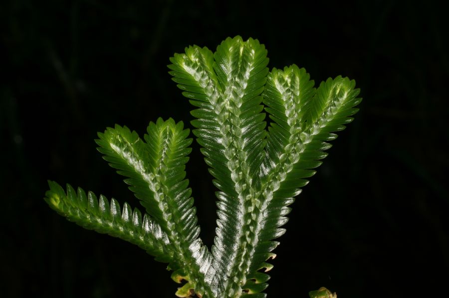 Selaginellaceae Selaginella 