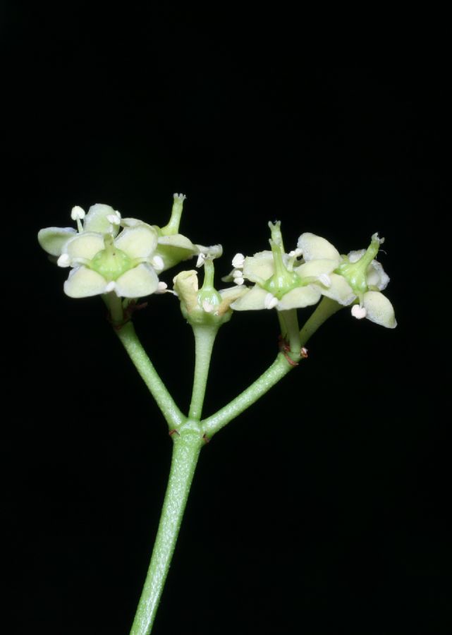 Celastraceae Euonymus europea