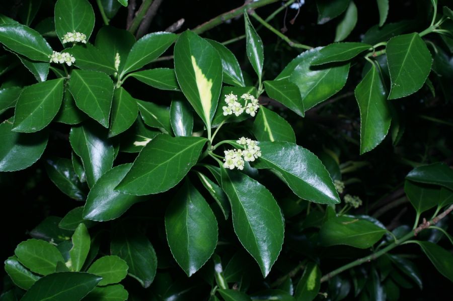 Celastraceae Euonymus europea