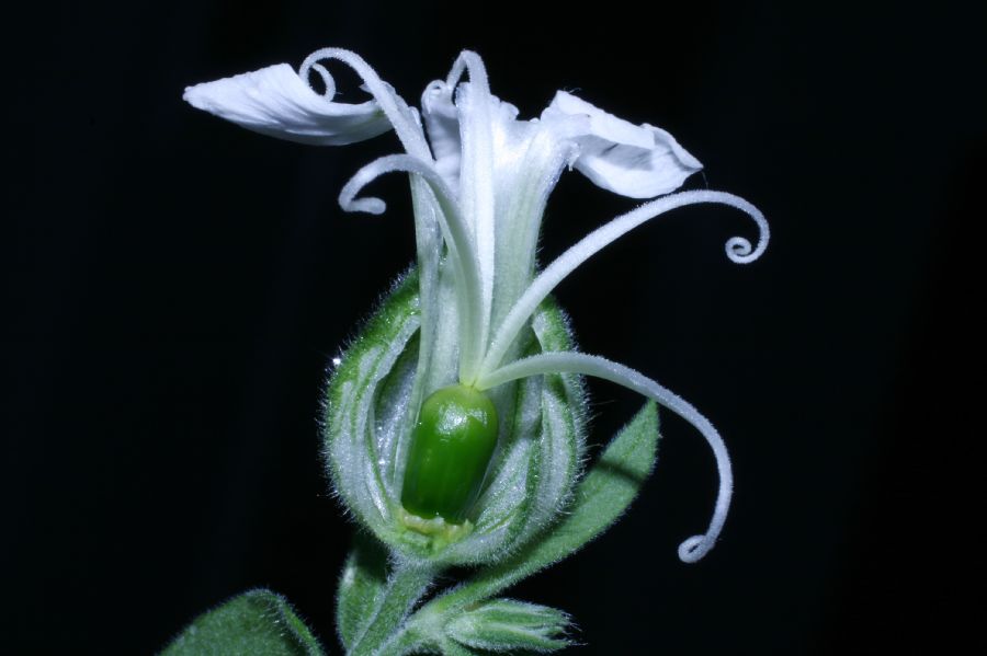Caryophyllaceae Lychnis alba