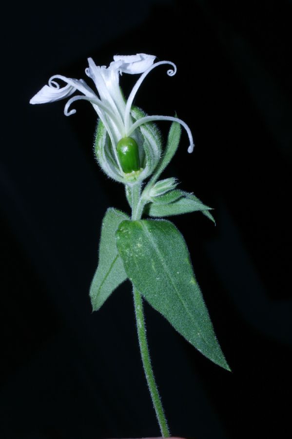 Caryophyllaceae Lychnis alba