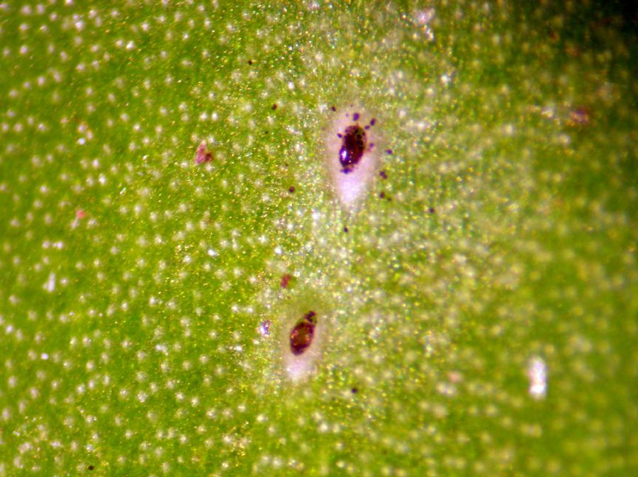 Marcgraviaceae Souroubea gilgii