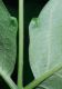 image of Ailanthus altissimus