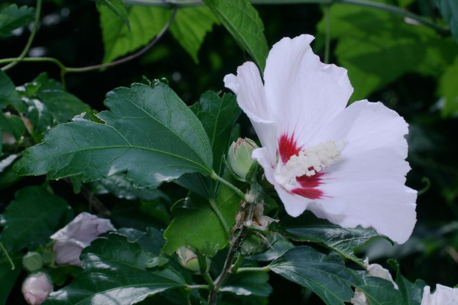 Malvaceae Hibiscus syriacus