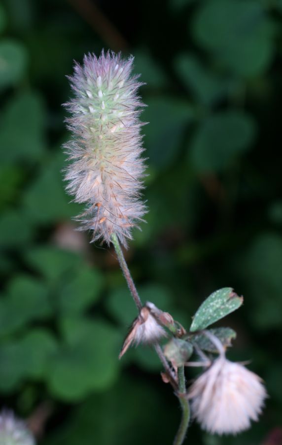 Fabaceae Trifolium arvense