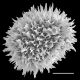 image of Hypoderris brownii