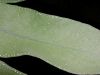 image of Phlebodium pseudoaureum