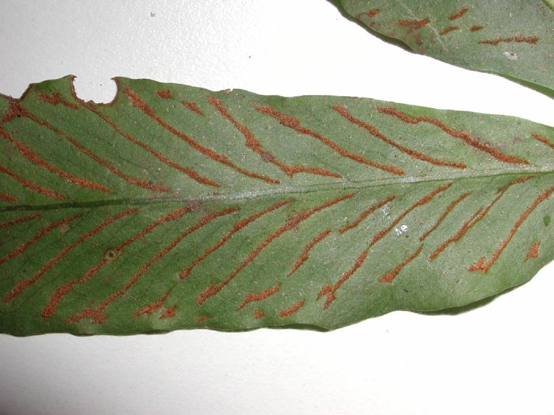 Polypodiaceae Pseudocolysis bradeorum