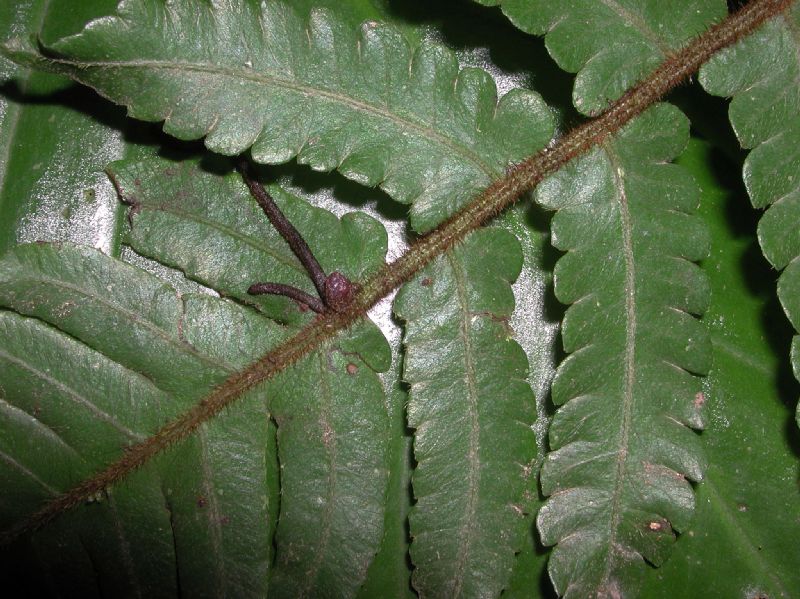 Thelypteridaceae Goniopteris curta