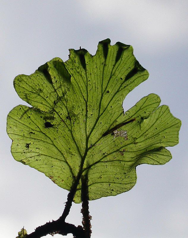 Hymenophyllaceae Didymoglossum godmanii