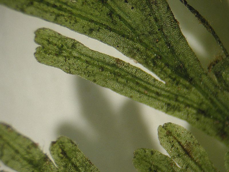 Hymenophyllaceae Crepidomanes pyxidiferum