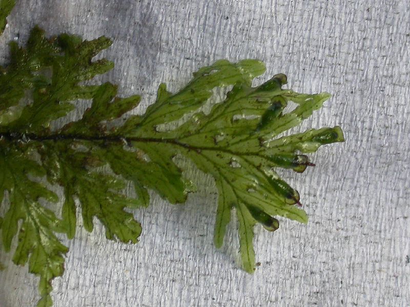 Hymenophyllaceae Didymoglossum reptans