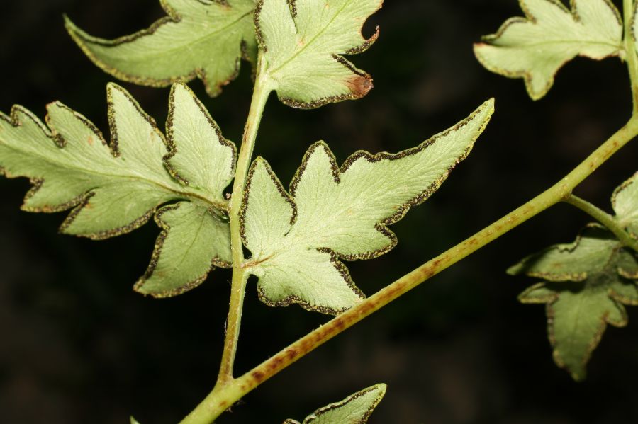 Pteridaceae Cheilanthes skinneri