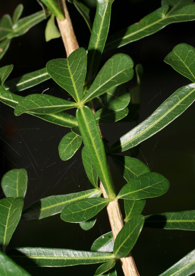 Bignoniaceae Crescentia alata