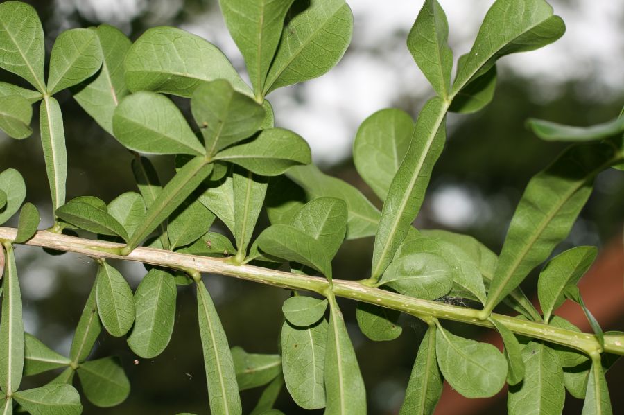 Bignoniaceae Crescentia alata