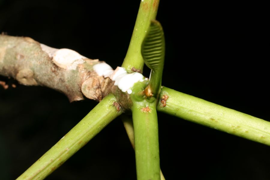 Apocynaceae Plumeria rubra