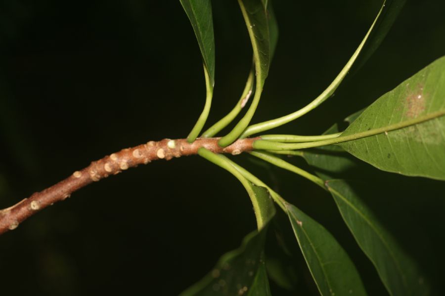 Sapotaceae Sideroxylon capiri