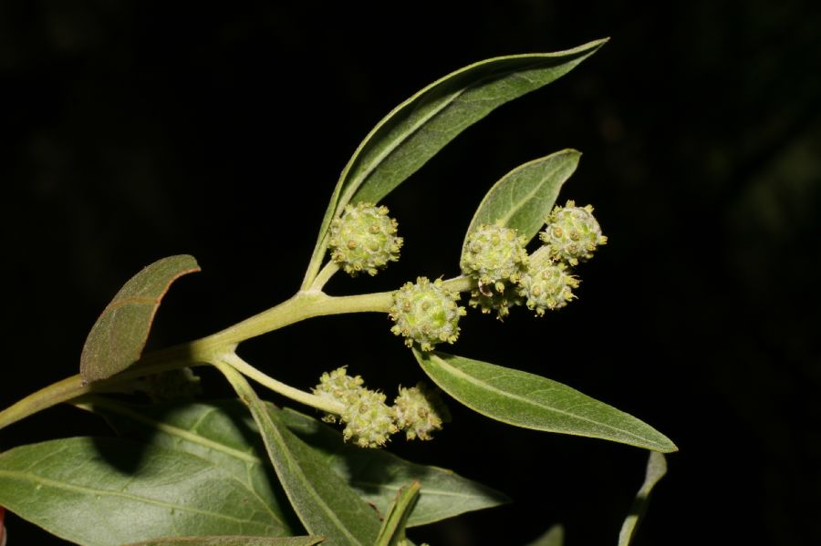 Combretaceae Conocarpus erectus