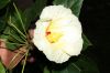 image of Hibiscus pernambucensis