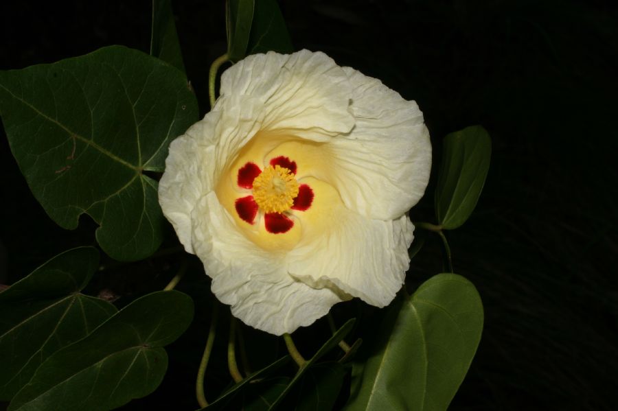 Malvaceae Hibiscus pernambucensis
