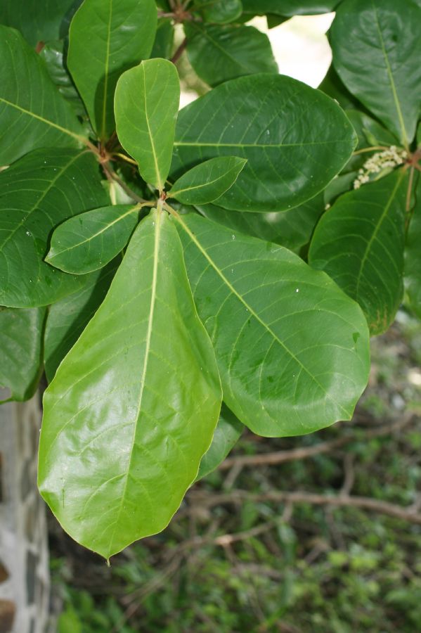 Combretaceae Terminalia catappa