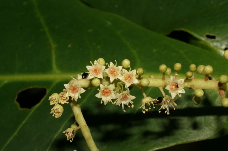 Combretaceae Terminalia catappa