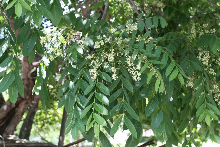 Meliaceae Trichilia 
