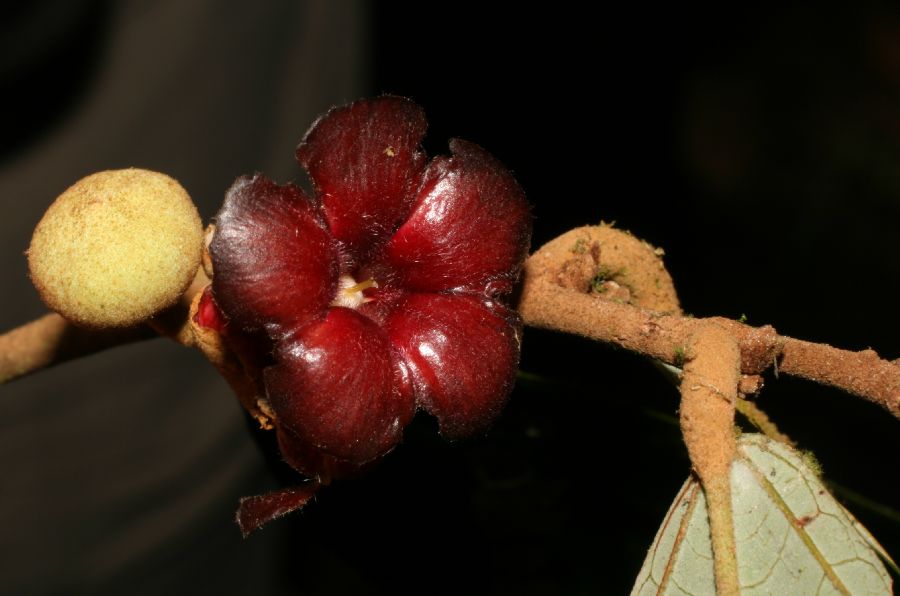 Byttneriaceae Theobroma mamosum