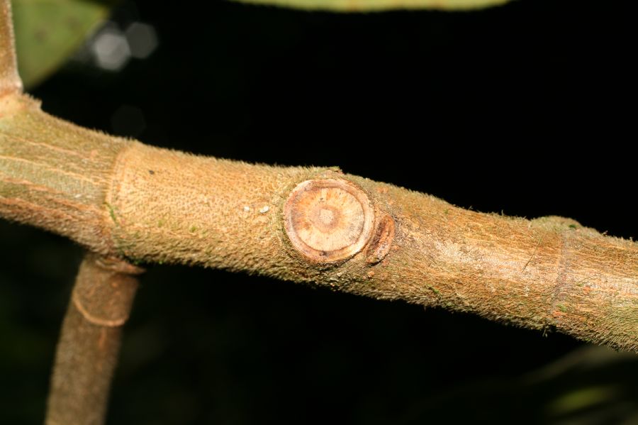 Moraceae Castilla elastica