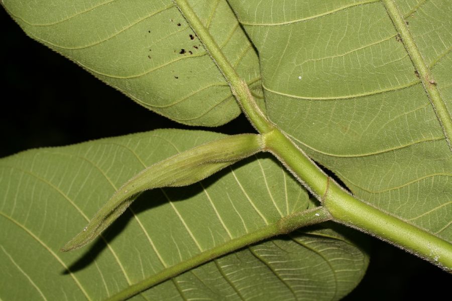 Moraceae Castilla elastica