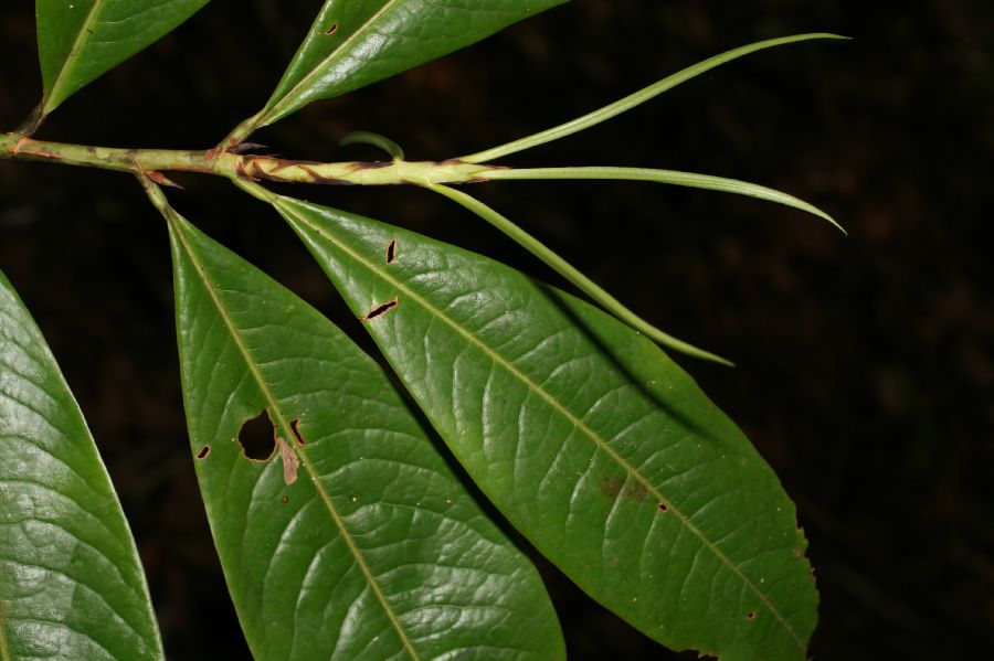 Erythroxylaceae Erythroxylum macrophyllum