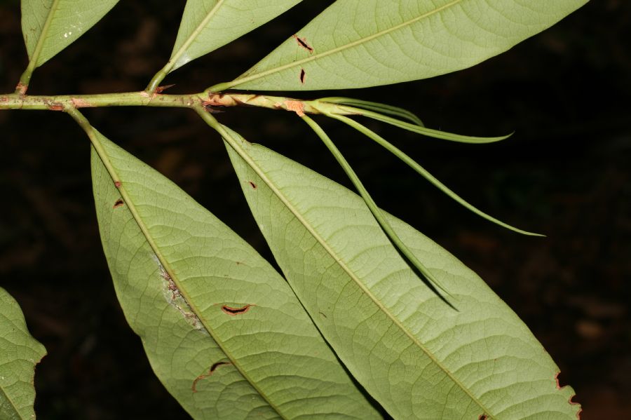 Erythroxylaceae Erythroxylum macrophyllum
