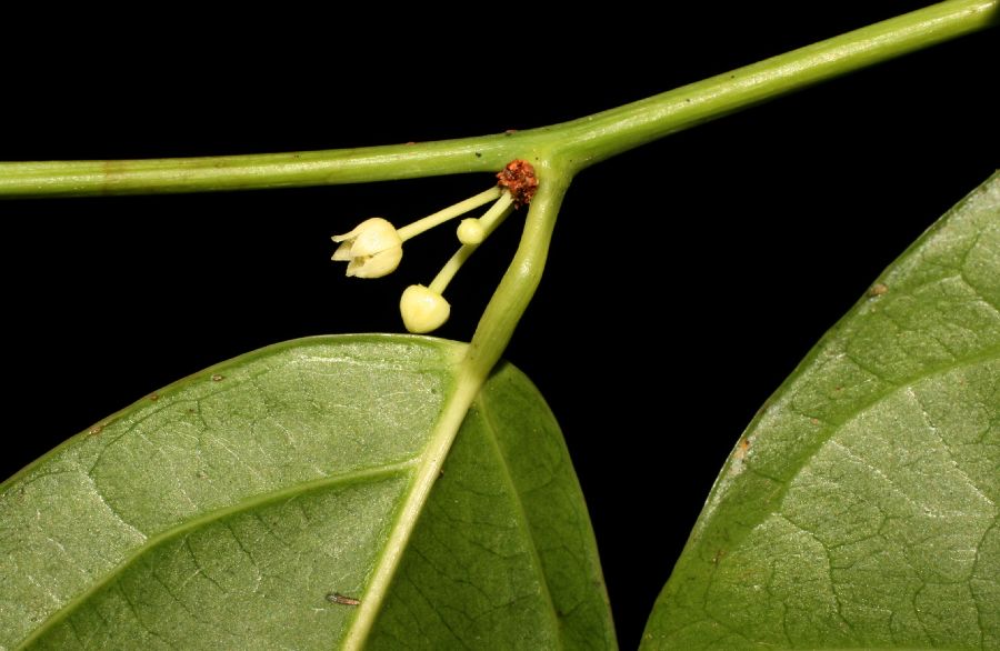 Erythropalaceae Heisteria scandens