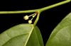 image of Heisteria scandens