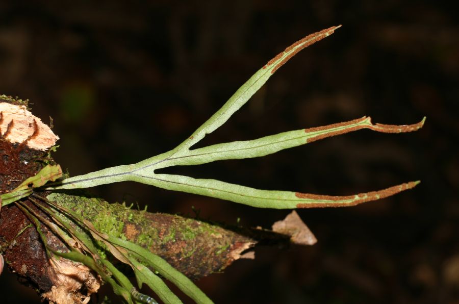 Polypodiaceae Pleopeltis christensenii