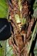 image of Cespedesia spathulata