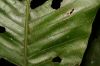 image of Cespedesia spathulata