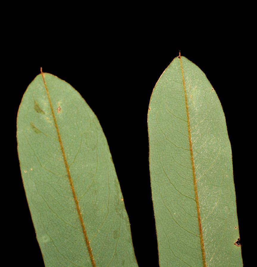 Fabaceae Hymenolobium mesoamericanum