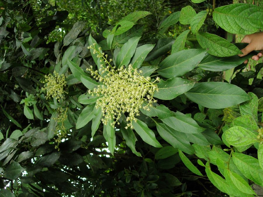 Araliaceae Oreopanax capitatus