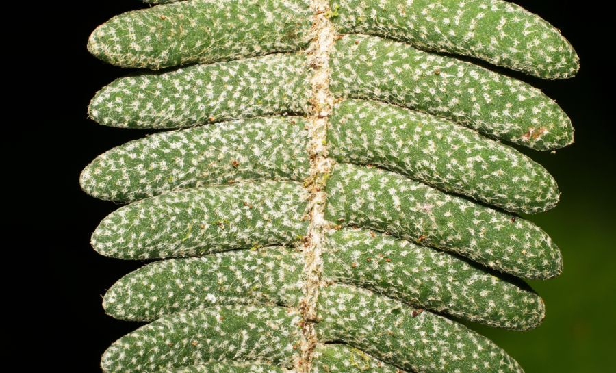 Polypodiaceae Pleopeltis furfuracea