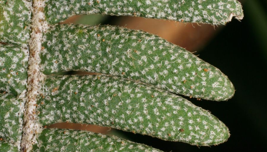 Polypodiaceae Pleopeltis furfuracea