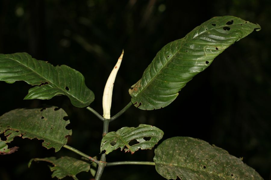 Rubiaceae Psychotria panamensis