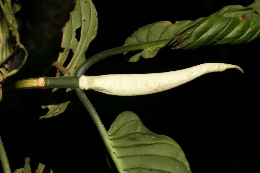 Rubiaceae Psychotria panamensis