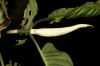 image of Psychotria panamensis