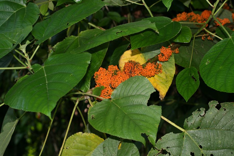 Urticaceae Urera rzedowskii