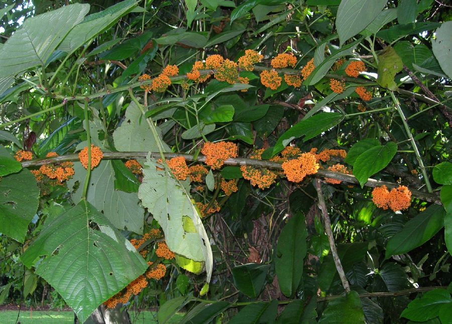 Urticaceae Urera rzedowskii